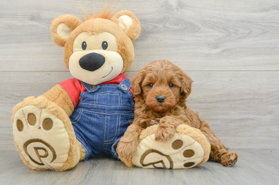 6 week old Mini Goldendoodle Puppy For Sale - Windy City Pups