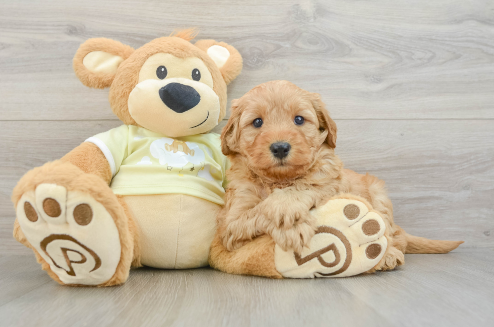 6 week old Mini Goldendoodle Puppy For Sale - Windy City Pups