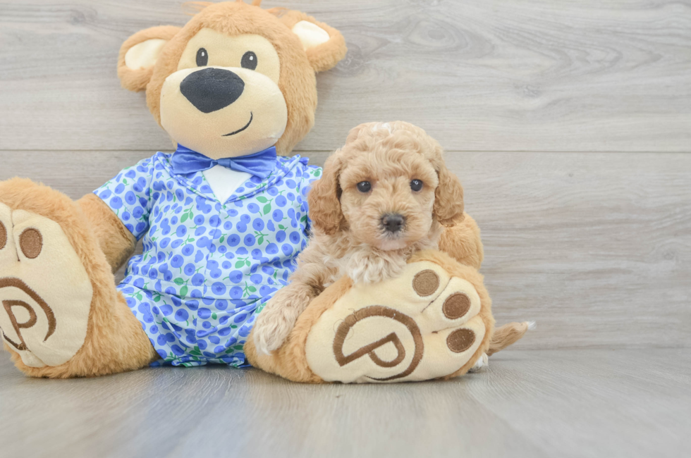 5 week old Mini Goldendoodle Puppy For Sale - Windy City Pups