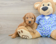 8 week old Mini Goldendoodle Puppy For Sale - Windy City Pups