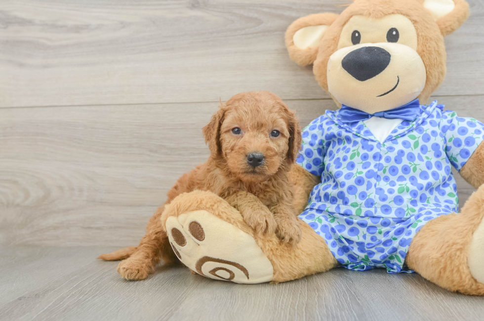 5 week old Mini Goldendoodle Puppy For Sale - Windy City Pups
