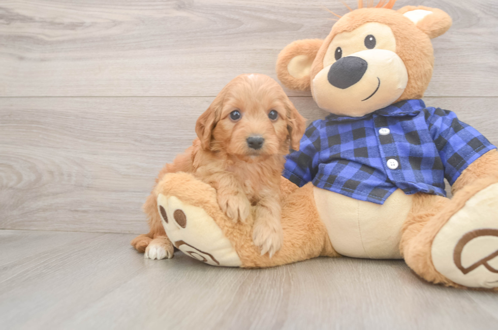 5 week old Mini Goldendoodle Puppy For Sale - Windy City Pups