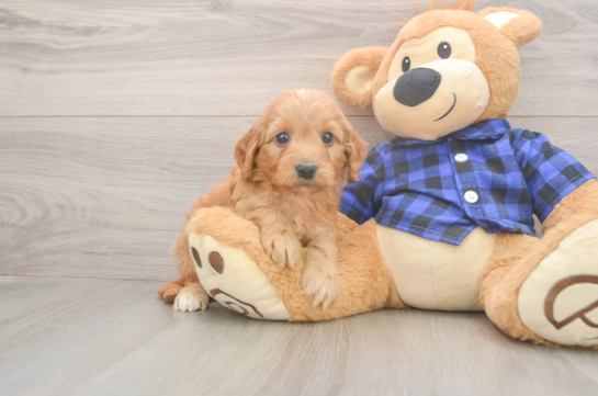 Mini Goldendoodle Pup Being Cute