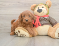 5 week old Mini Goldendoodle Puppy For Sale - Windy City Pups