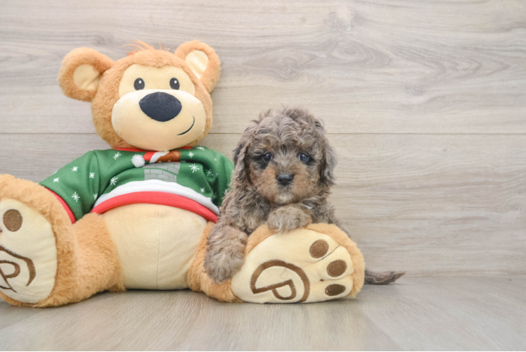 Hypoallergenic Mini Goldiepoo Poodle Mix Puppy