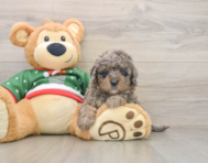 6 week old Mini Goldendoodle Puppy For Sale - Windy City Pups