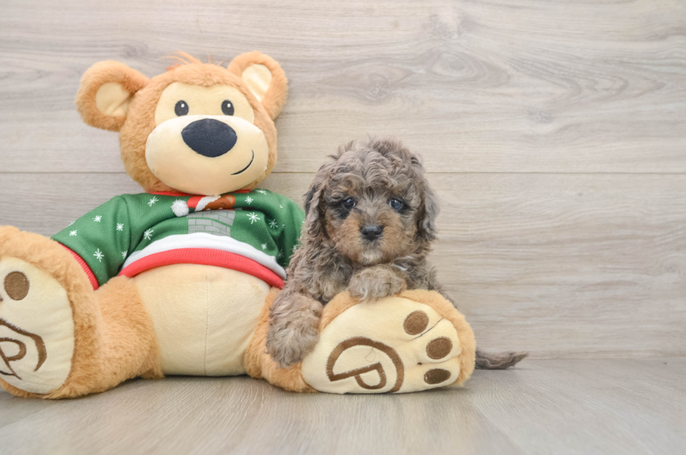 6 week old Mini Goldendoodle Puppy For Sale - Windy City Pups