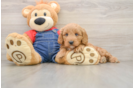 Petite Mini Goldendoodle Poodle Mix Pup