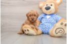 Mini Goldendoodle Puppy for Adoption
