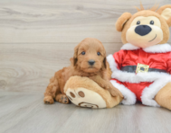 6 week old Mini Goldendoodle Puppy For Sale - Windy City Pups