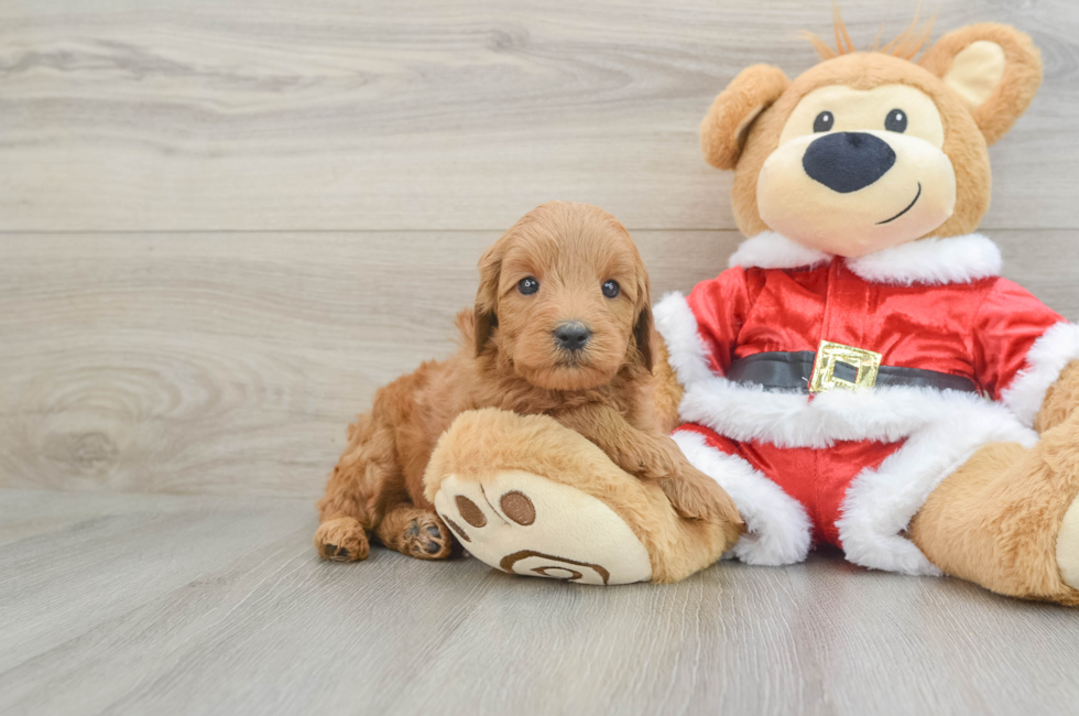 6 week old Mini Goldendoodle Puppy For Sale - Windy City Pups