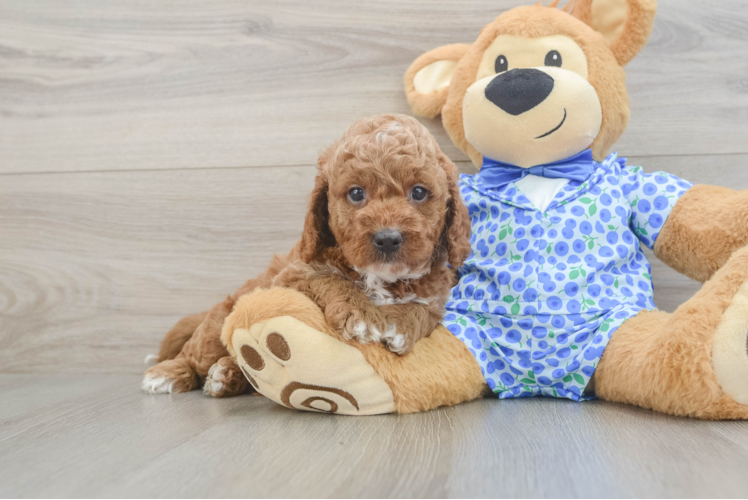 Mini Goldendoodle Puppy for Adoption