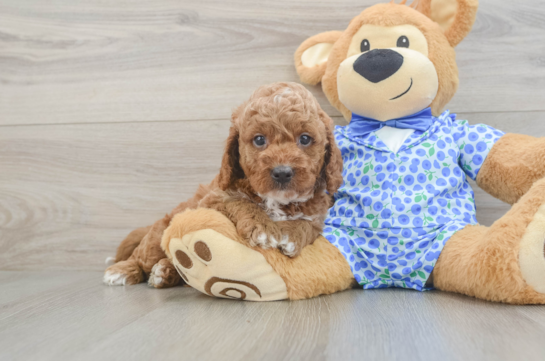 Mini Goldendoodle Puppy for Adoption