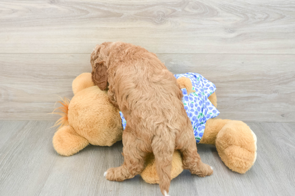 Best Mini Goldendoodle Baby