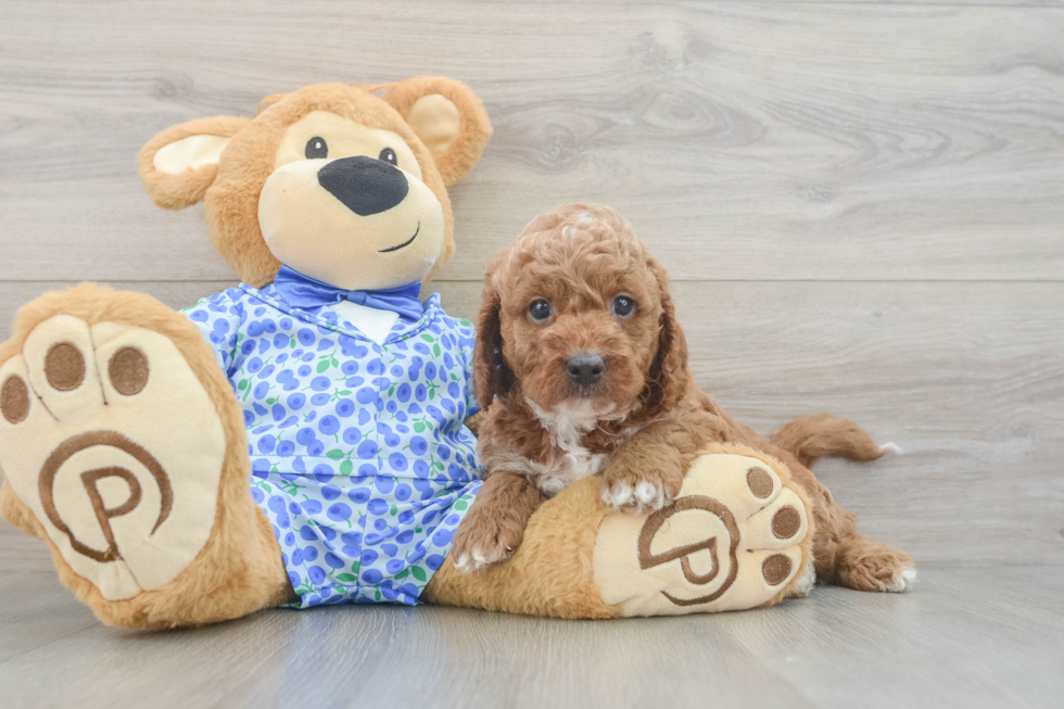 Playful Mini Groodle Poodle Mix Puppy