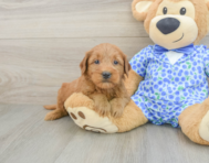8 week old Mini Goldendoodle Puppy For Sale - Windy City Pups