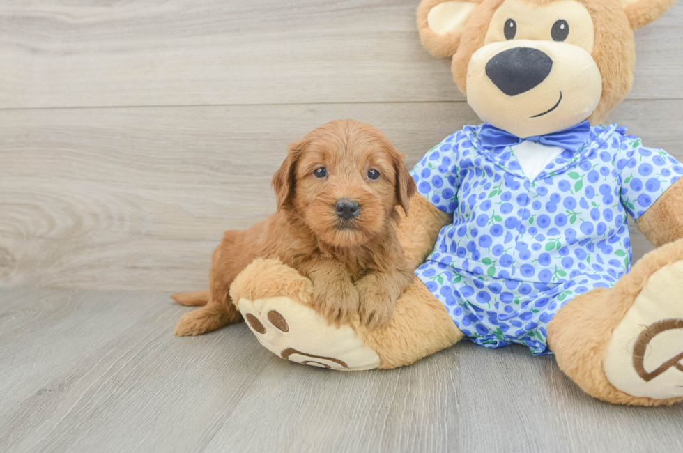 5 week old Mini Goldendoodle Puppy For Sale - Windy City Pups