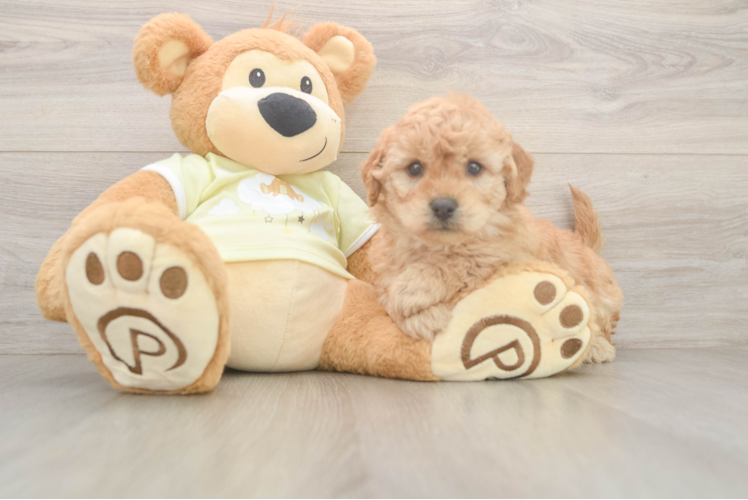 Cute Mini Goldendoodle Baby