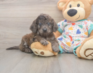 7 week old Mini Goldendoodle Puppy For Sale - Windy City Pups
