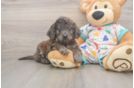 Small Mini Goldendoodle Baby