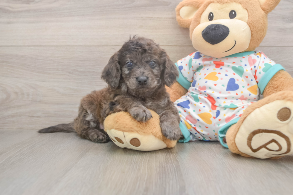 Small Mini Goldendoodle Baby