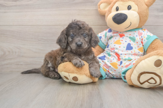 Small Mini Goldendoodle Baby
