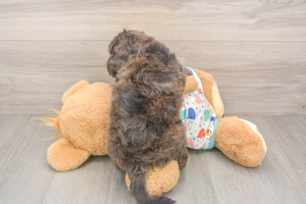 Energetic Golden Doodle Poodle Mix Puppy