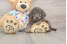 Playful Mini Groodle Poodle Mix Puppy