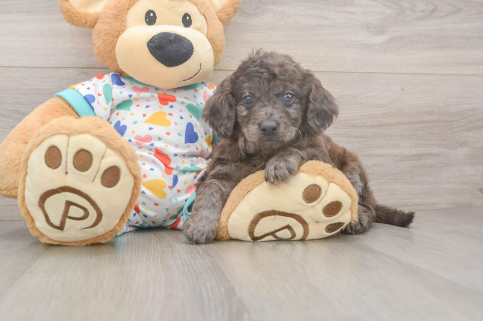 Playful Mini Groodle Poodle Mix Puppy