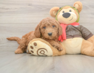 5 week old Mini Goldendoodle Puppy For Sale - Windy City Pups