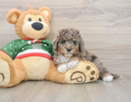 6 week old Mini Goldendoodle Puppy For Sale - Windy City Pups