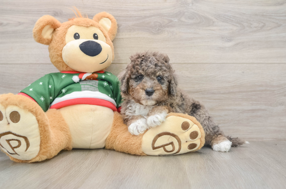 6 week old Mini Goldendoodle Puppy For Sale - Windy City Pups