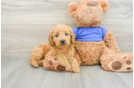 Mini Goldendoodle Puppy for Adoption