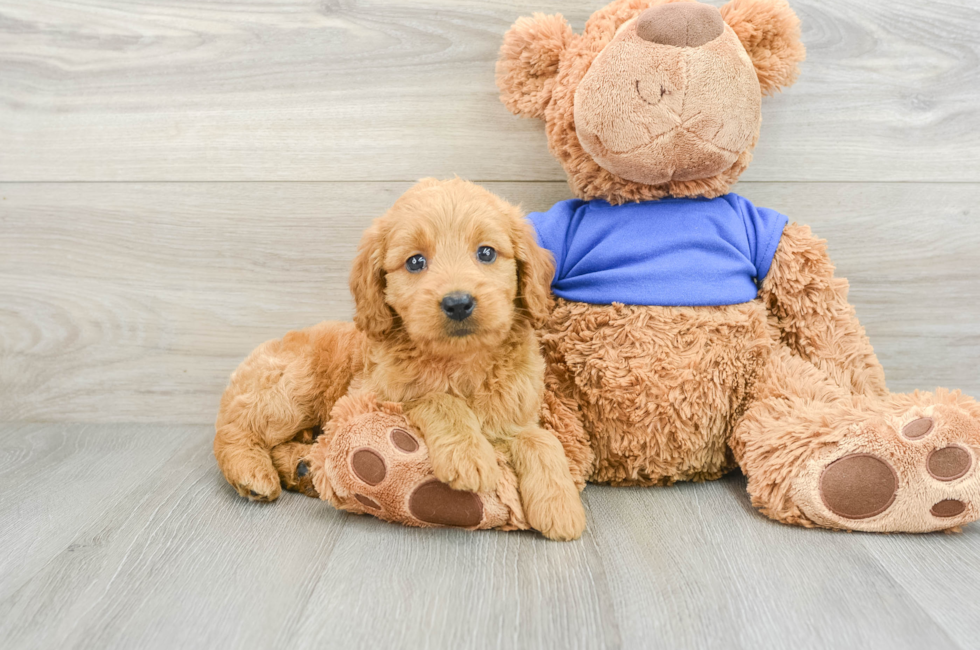 8 week old Mini Goldendoodle Puppy For Sale - Windy City Pups