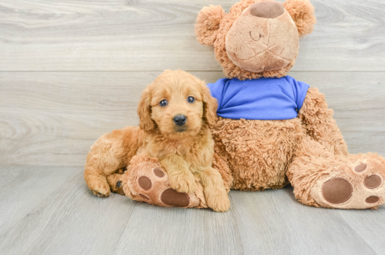 Mini Goldendoodle Puppy for Adoption