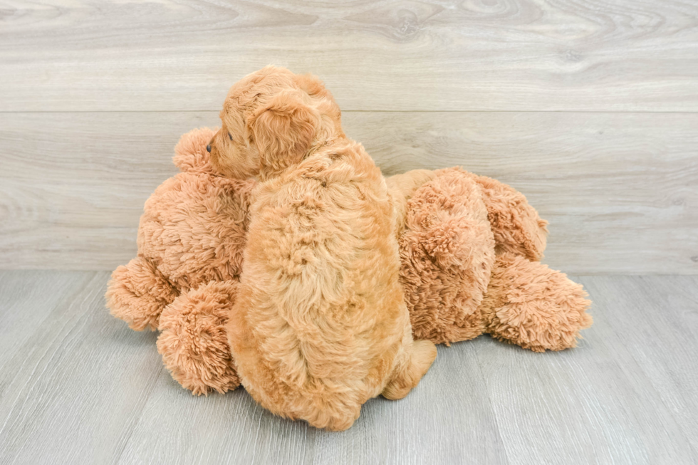 Funny Mini Goldendoodle Poodle Mix Pup