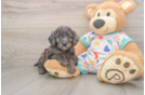 Best Mini Goldendoodle Baby