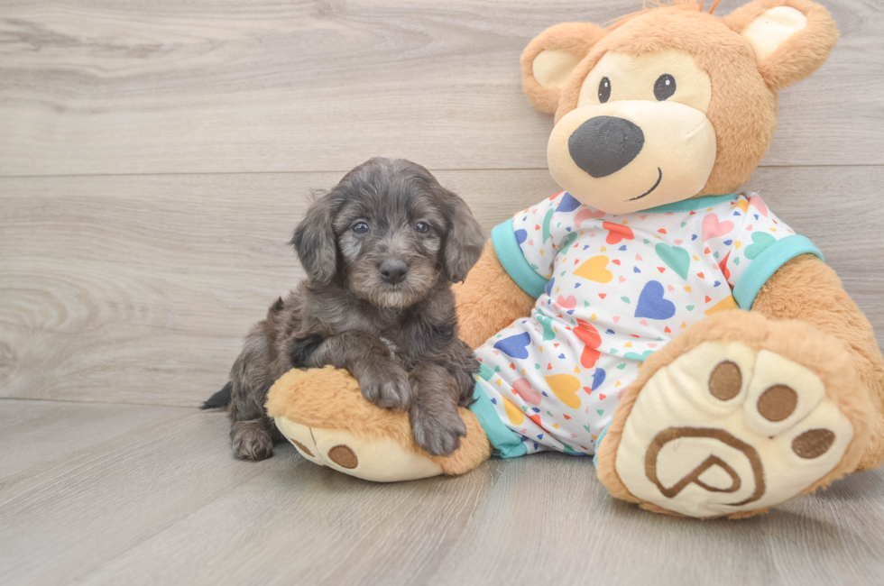 5 week old Mini Goldendoodle Puppy For Sale - Windy City Pups