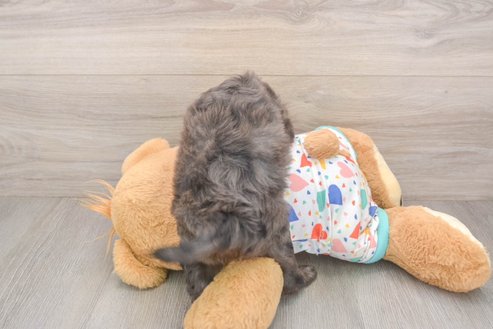 Mini Goldendoodle Pup Being Cute