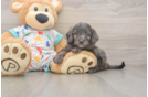 Friendly Mini Goldendoodle Baby