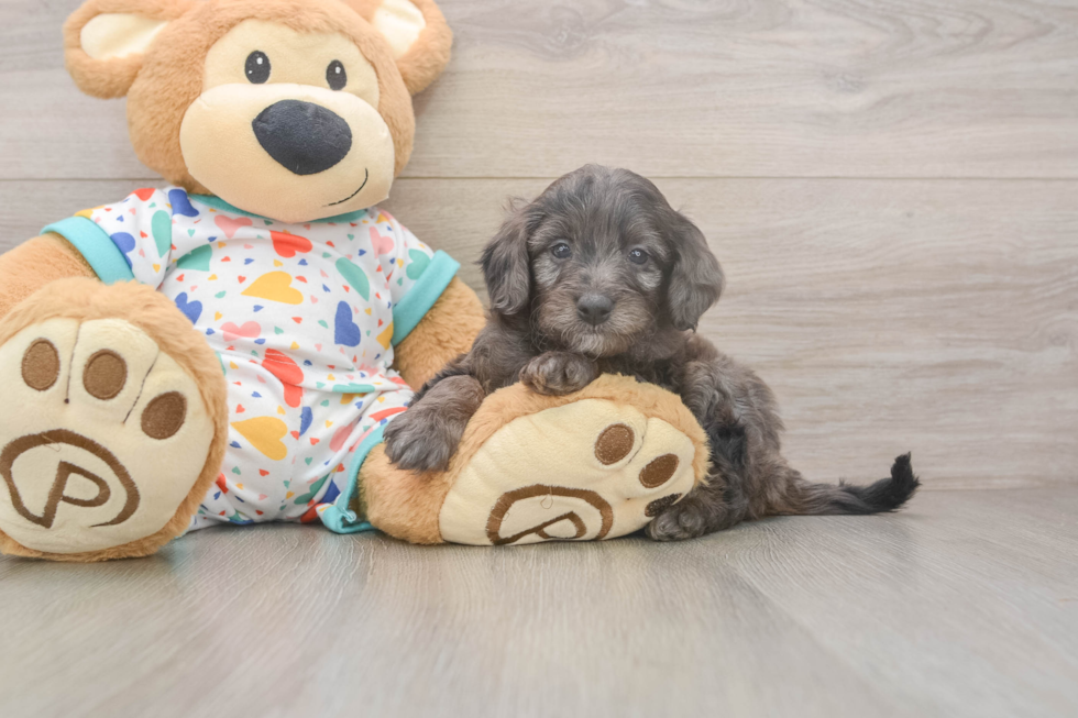 Friendly Mini Goldendoodle Baby