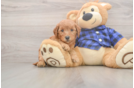 Happy Mini Goldendoodle Baby