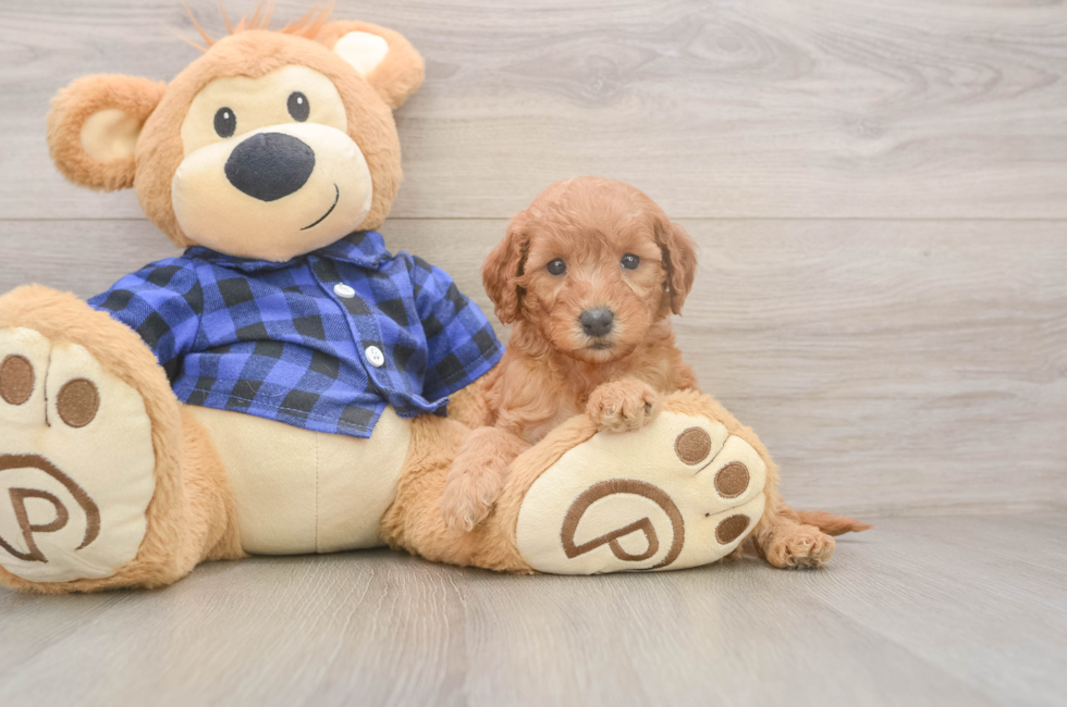 5 week old Mini Goldendoodle Puppy For Sale - Windy City Pups
