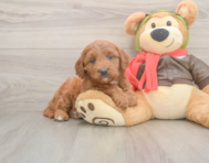 6 week old Mini Goldendoodle Puppy For Sale - Windy City Pups