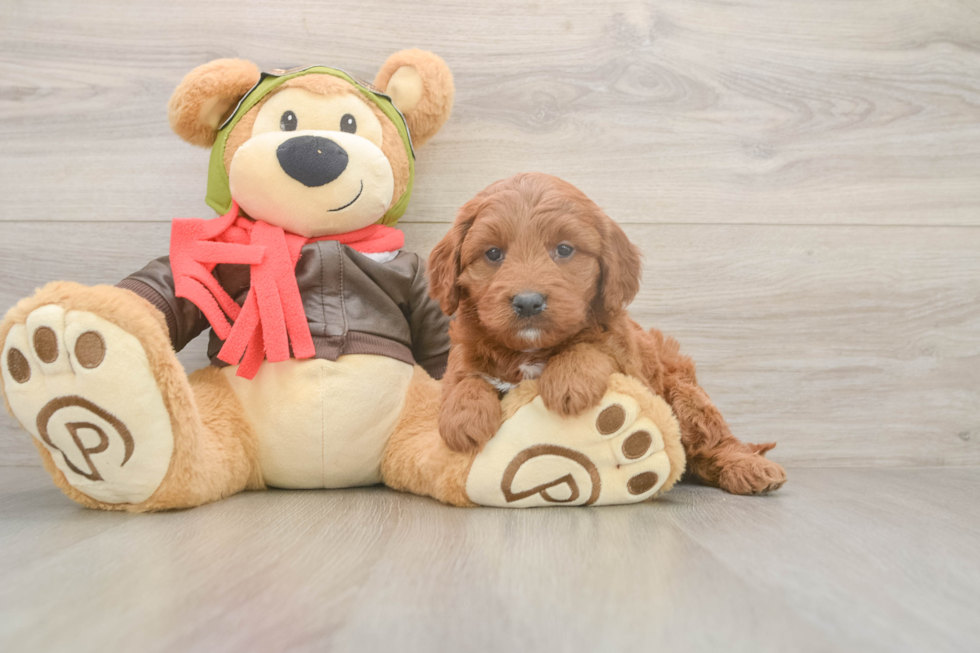 Mini Goldendoodle Pup Being Cute