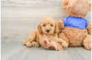 Mini Goldendoodle Puppy for Adoption