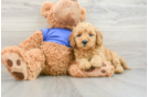 Little Mini Goldenpoo Poodle Mix Puppy