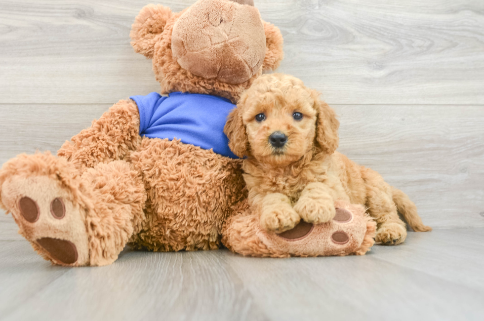 8 week old Mini Goldendoodle Puppy For Sale - Windy City Pups