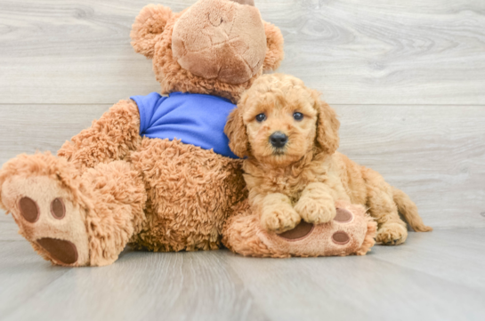 Little Mini Goldenpoo Poodle Mix Puppy