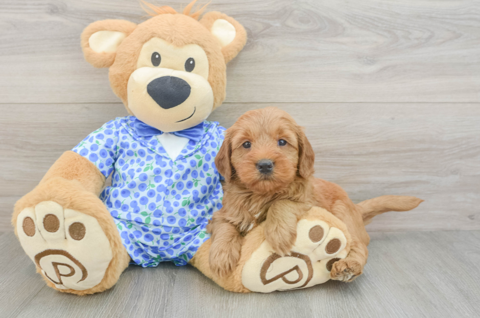 5 week old Mini Goldendoodle Puppy For Sale - Windy City Pups
